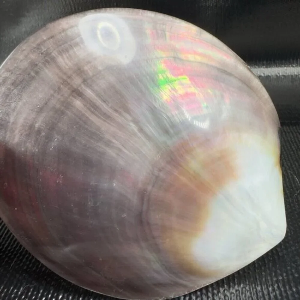 1999 Natural Abalone Shell‎ Iridescent Smooth Etched Mother Of Pearl World Peace